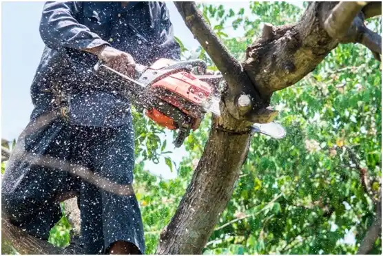 tree services Corazón